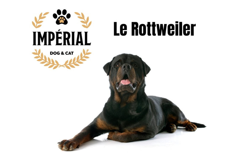 Imperial Dogs & Cat Croquettes pour chien et chat
